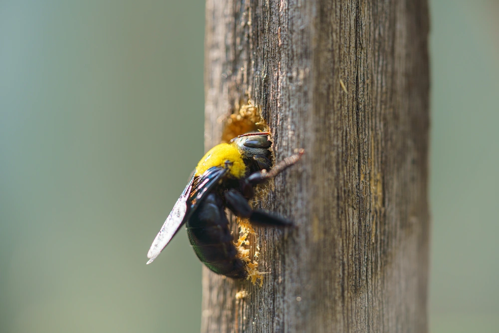 Carpenter bee life and behavior