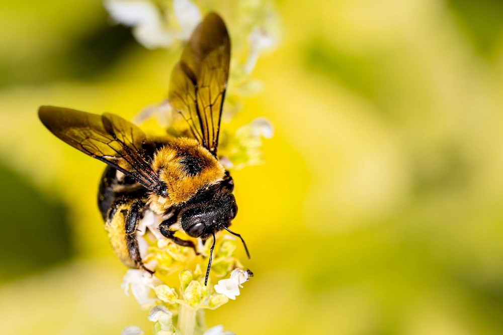 carpenter bee
