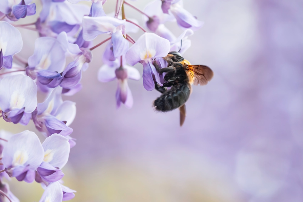 carpenter bee