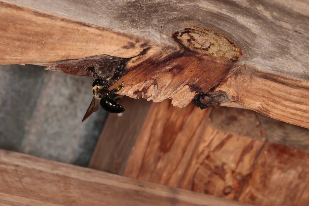 carpenter bee