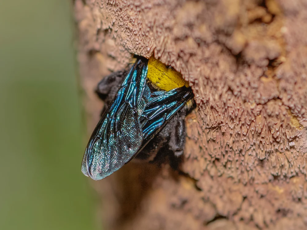 carpenter bee