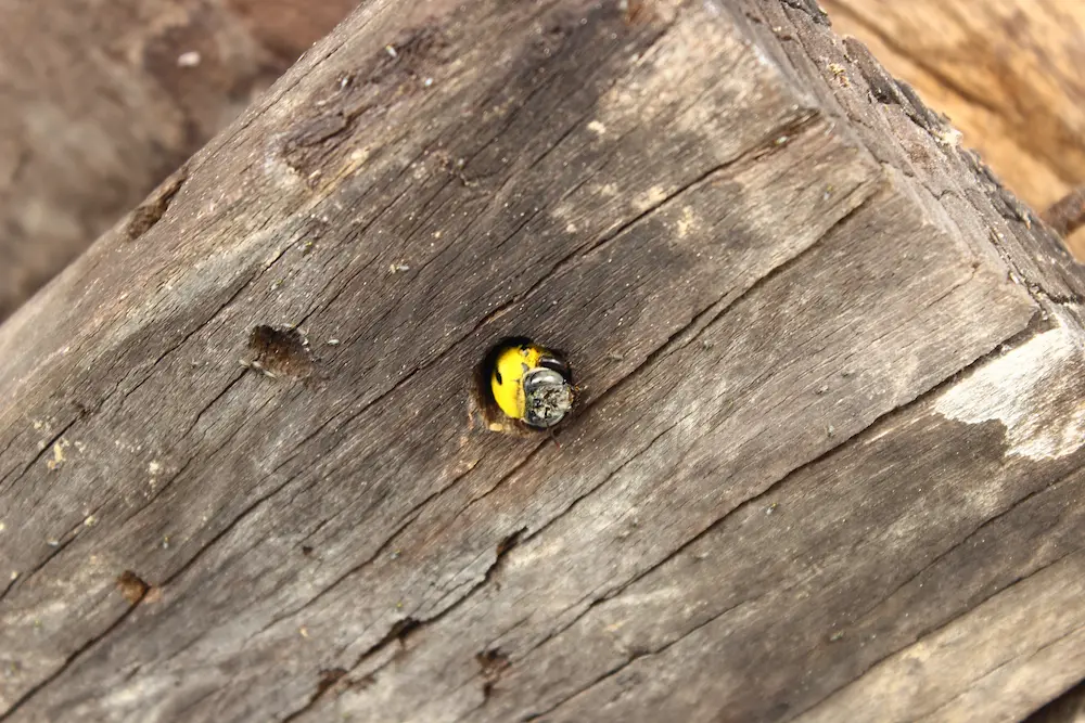 carpenter bee