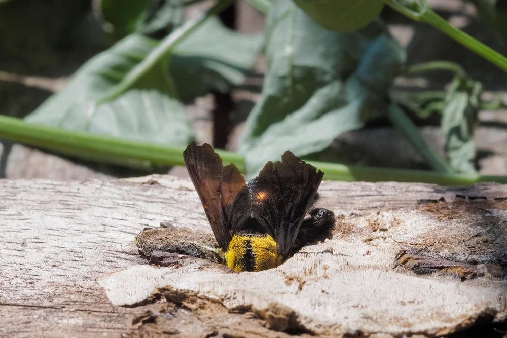 carpenter bee