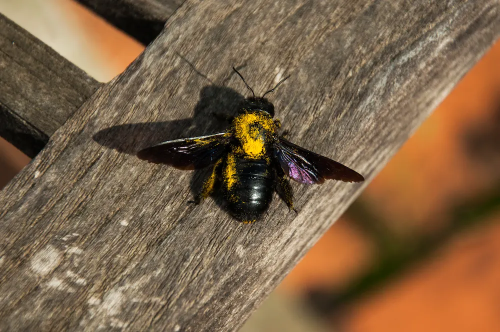 carpenter bee
