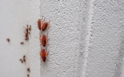Why Are Roaches Such Bad Summer Pests? Here’s Why They Thrive