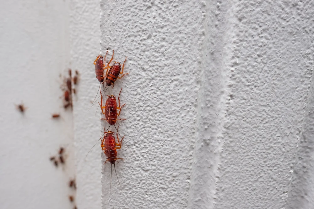 Why Are Roaches Such Bad Summer Pests? Here’s Why They Thrive