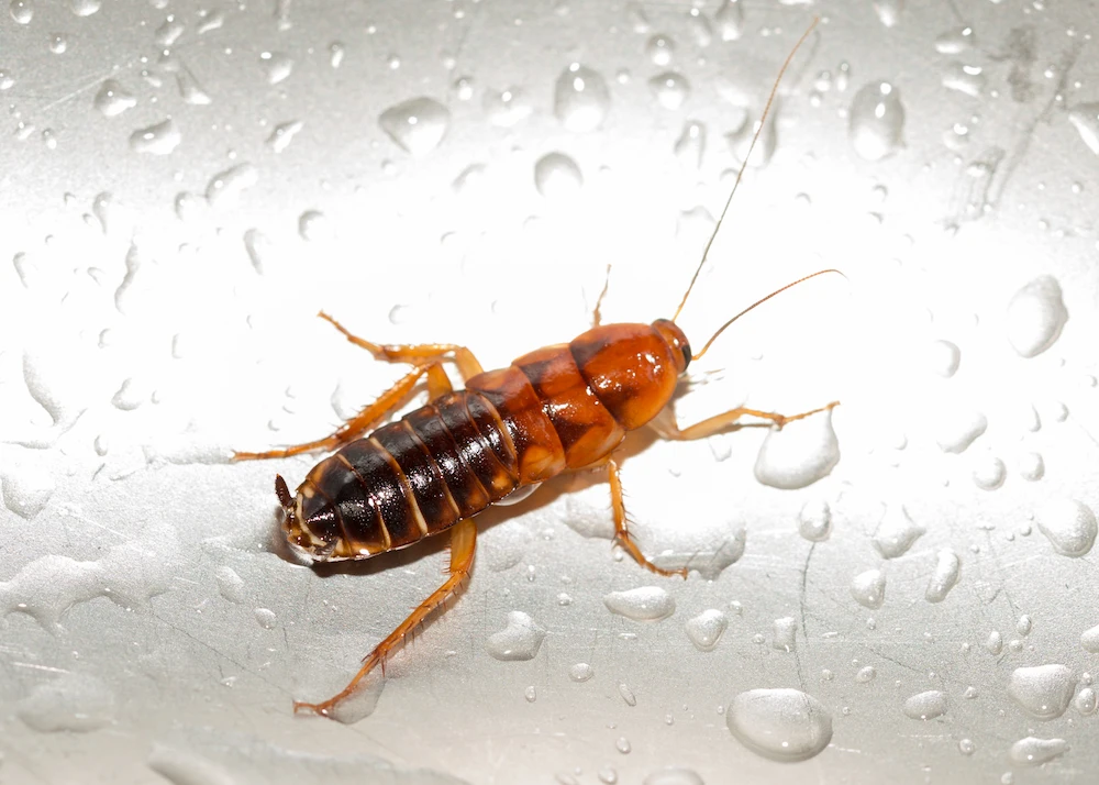 cockroach