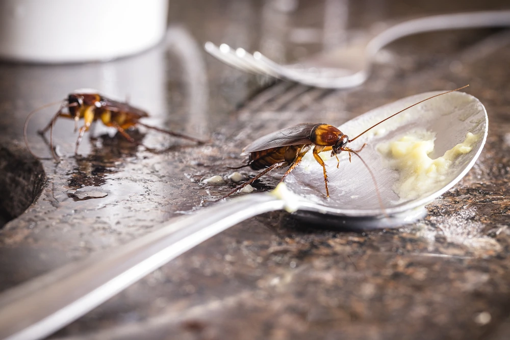 cockroaches on spoon