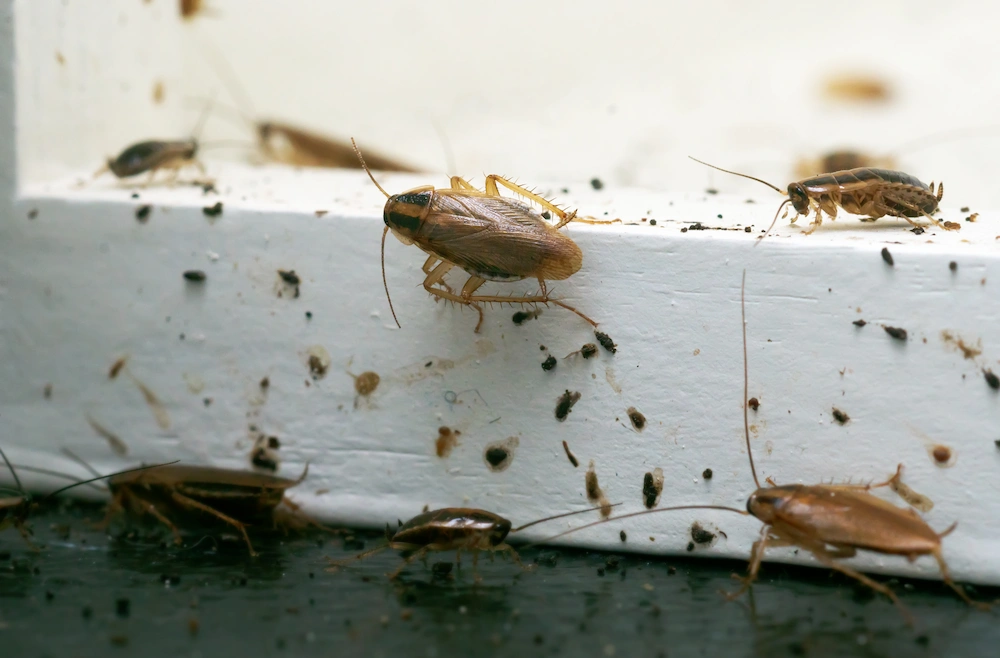 cockroaches