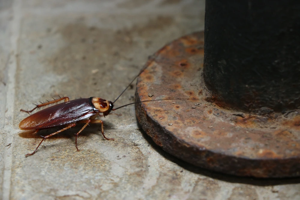 cockroach