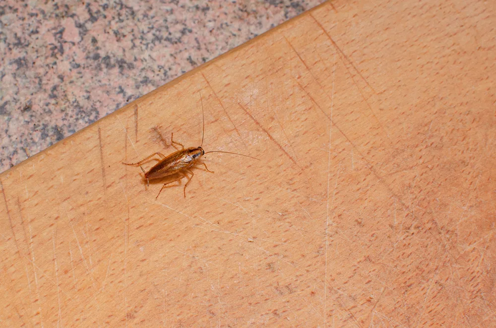 cockroach