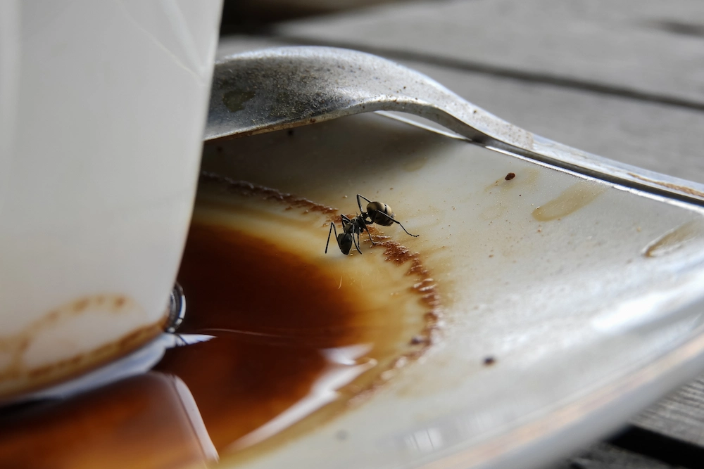ant on coffee