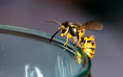 Beverage-Loving Pests: Why Ants, Flies, Wasps, and Other Insects Are Drawn to Your Drinks