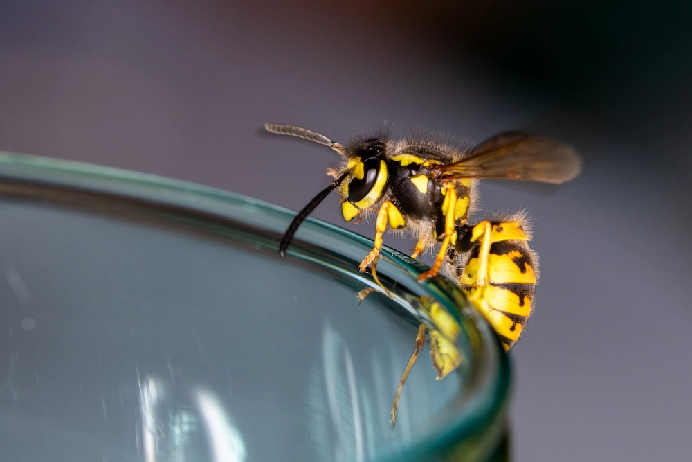 Beverage-Loving Pests: Why Ants, Flies, Wasps, and Other Insects Are Drawn to Your Drinks