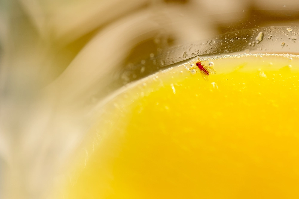 fruit fly