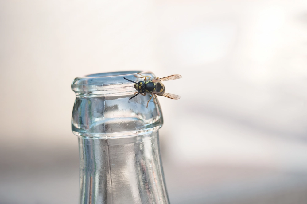 wasp on bottle