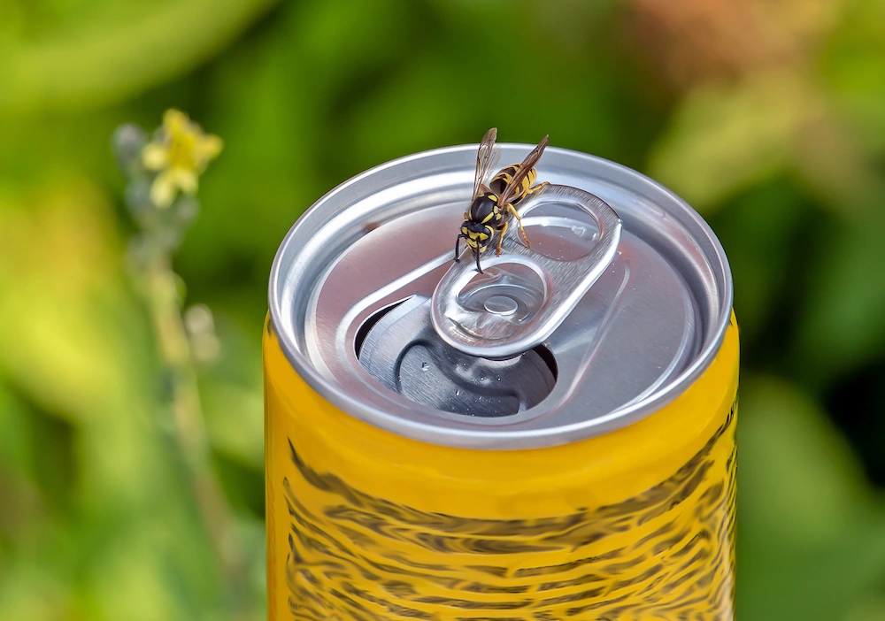 wasp on can
