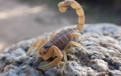Common Scorpion Attractants: What Brings Scorpions to Your Property?
