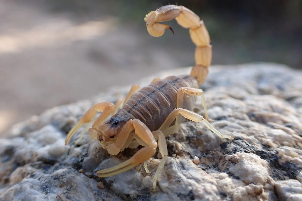 Common Scorpion Attractants: What Brings Scorpions to Your Property?