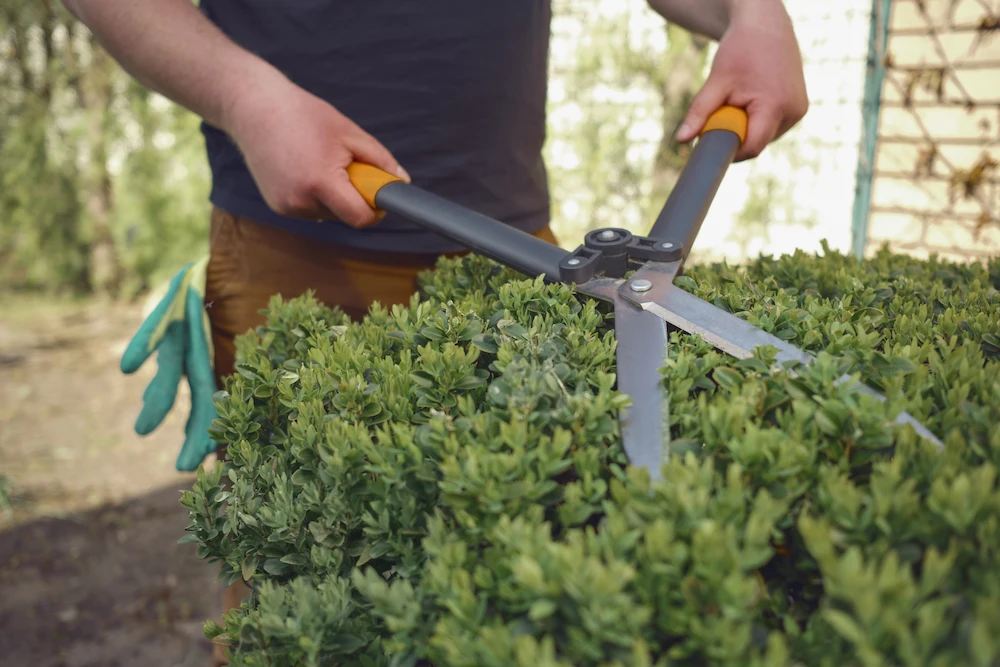 trimming hedge