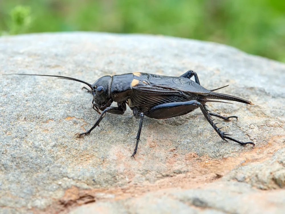 cricket