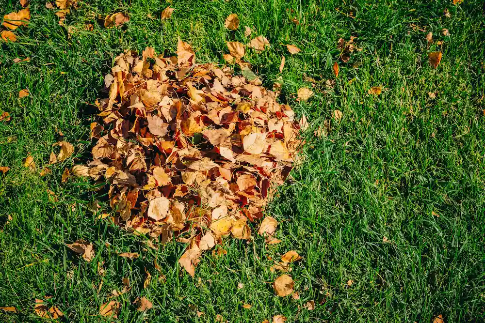 leaf pile