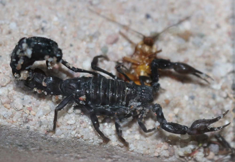 scorpion