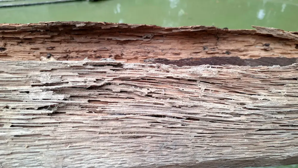 rotten wood