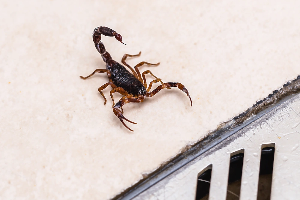 scorpion