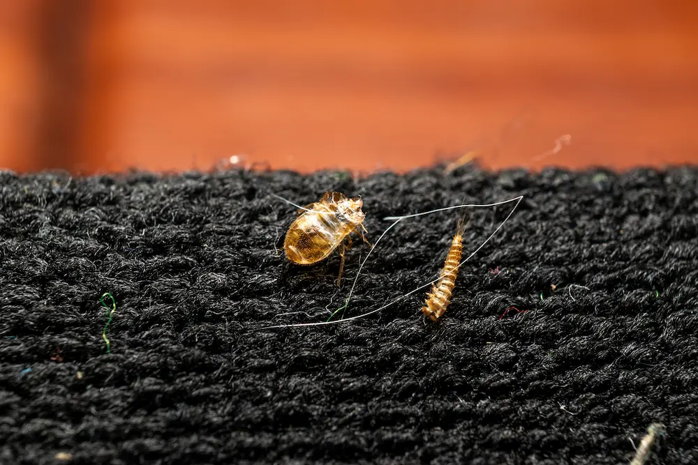 bed bug shells