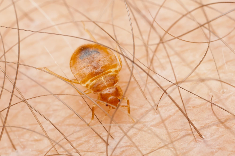 bed bug on skin