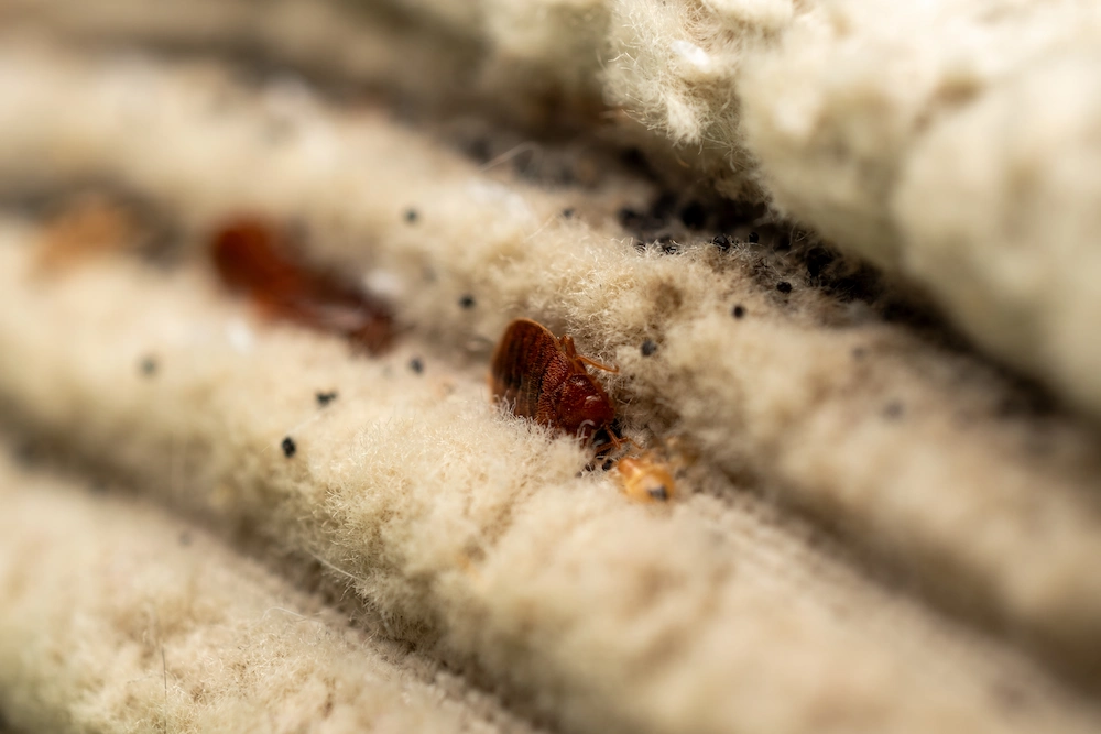 bed bugs