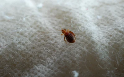 How to Identify Bed Bug Infestations: Blood Spots, Shells, Eggs, and Other Signs