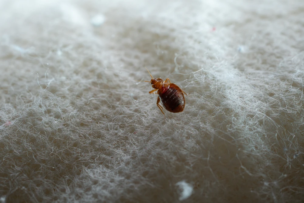 r1 cover how to identify bed bug infestations