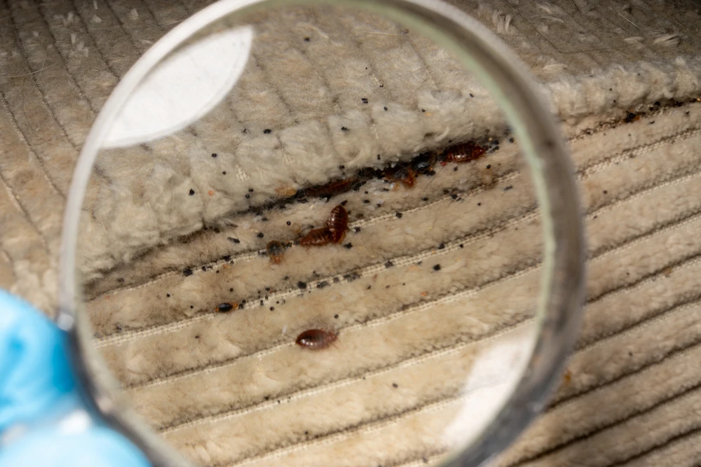 looking for bed bugs