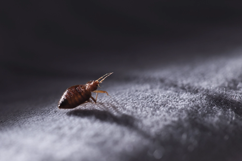 bed bug