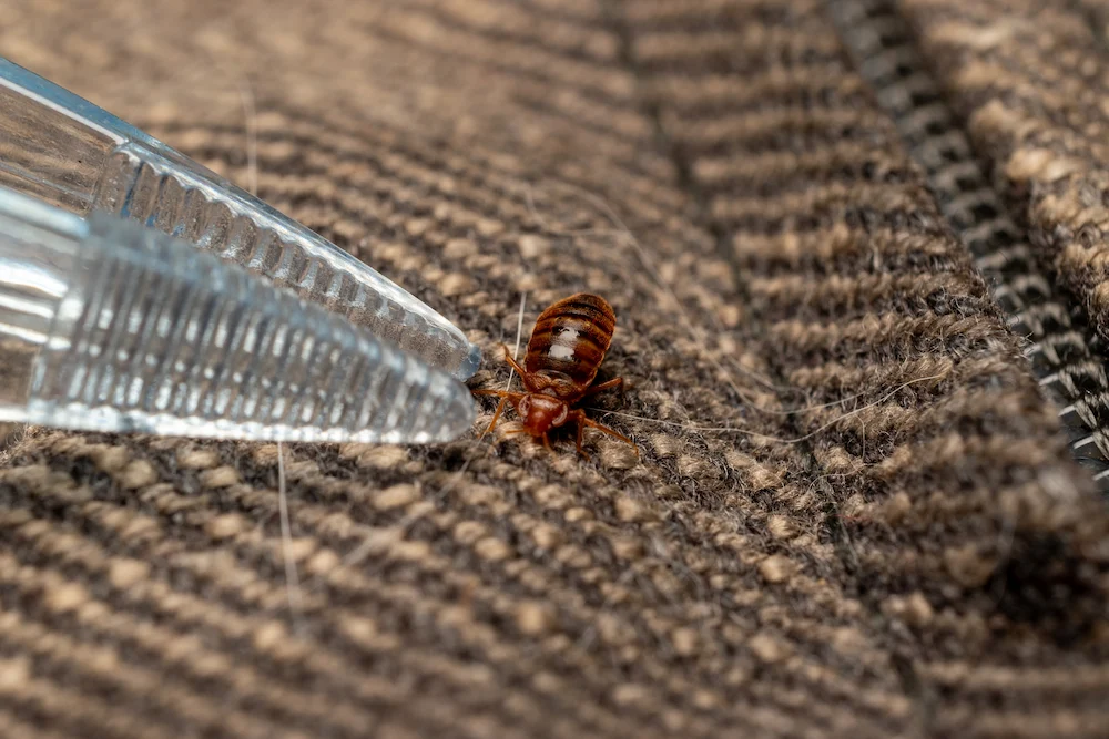 found a bed bug