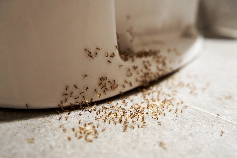 ants on toilet
