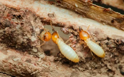 These 5 Pests Thrive in Humidity: What Homeowners Should Watch For