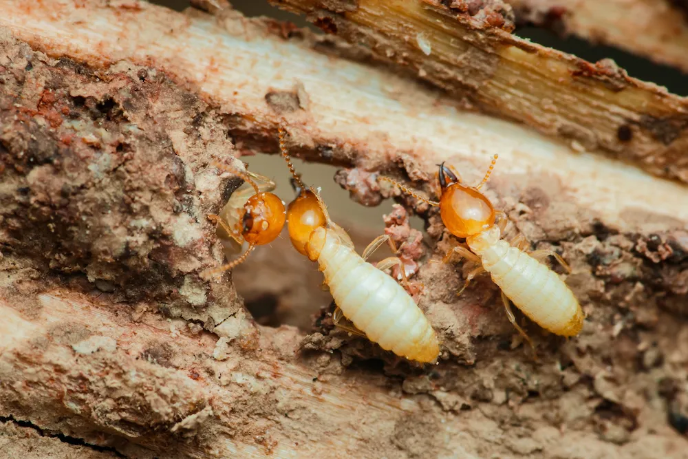 These 5 Pests Thrive in Humidity: What Homeowners Should Watch For