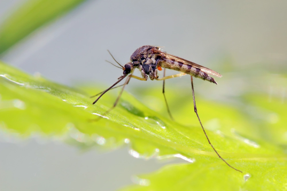mosquito