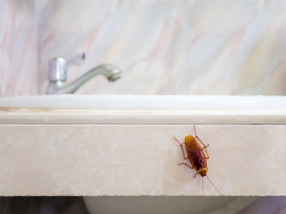 roach on sink