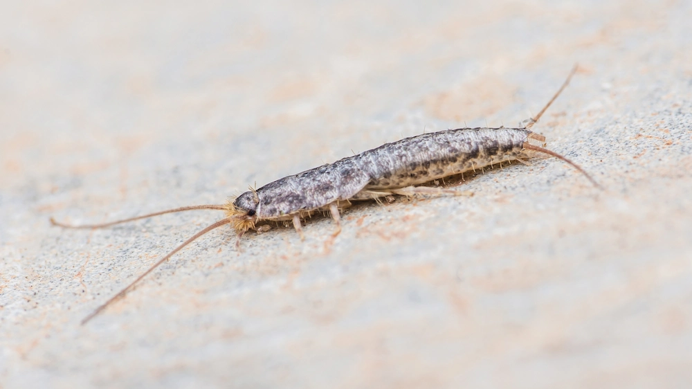 silverfish