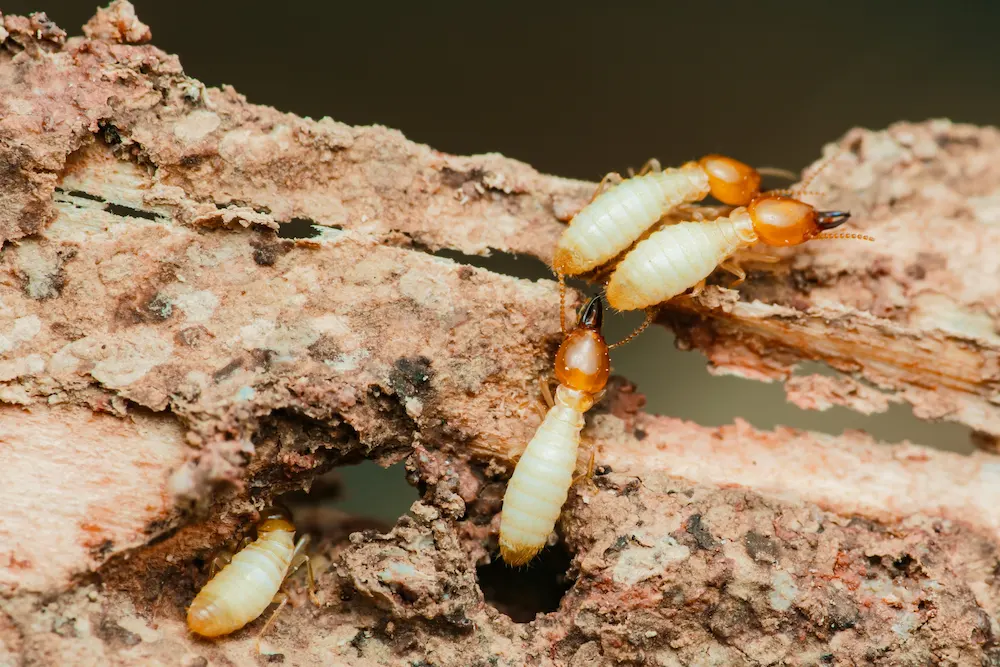 termites