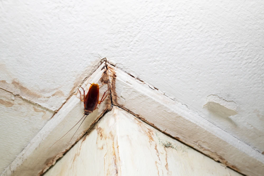 roach