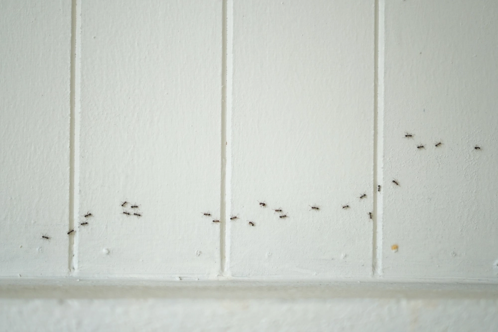 ants on wall