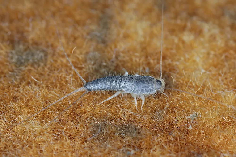 silverfish indoors