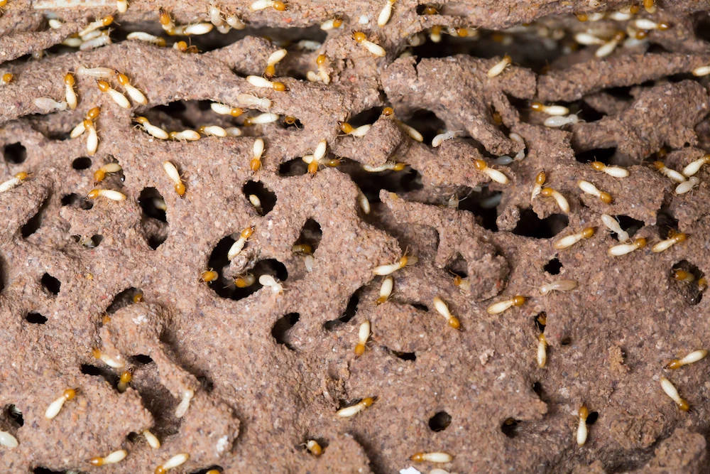termite colony