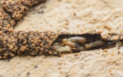 Formosan Termites vs. Eastern Subterranean Termites