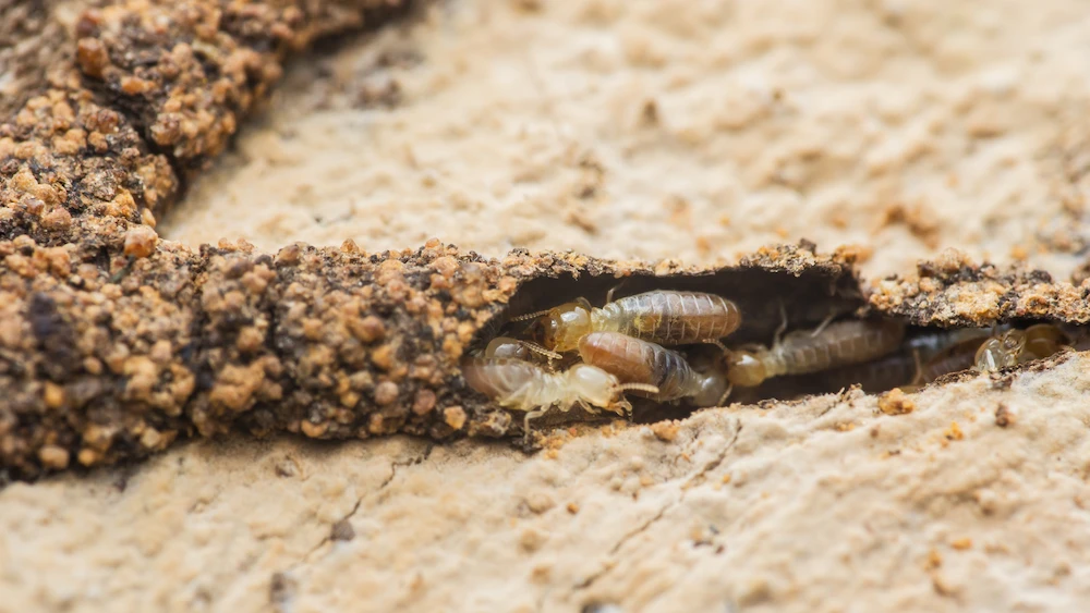Formosan Termites vs. Eastern Subterranean Termites